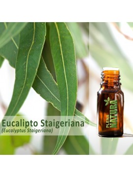 Eucalipto Staigeriana - Óleo Essencial